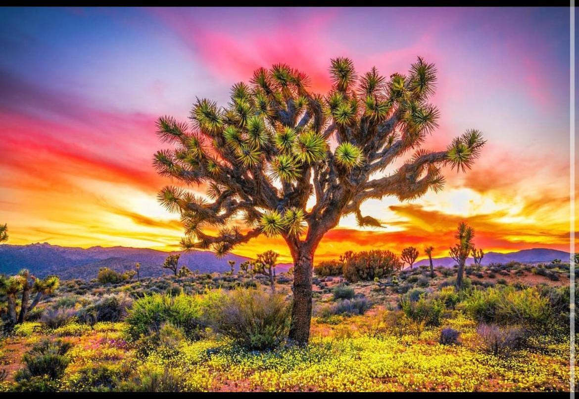 Desert Dreamer Yucca Valley Kültér fotó